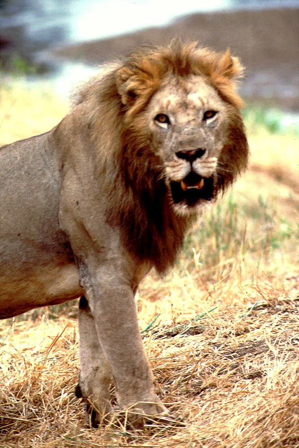 Lion - Tarangire